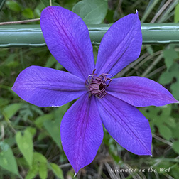 Clematis photograph