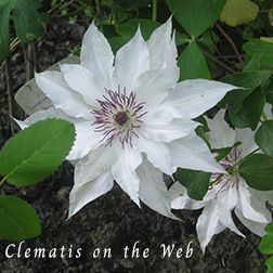 Clematis photograph