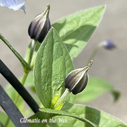 Clematis photograph