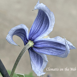 Clematis photograph