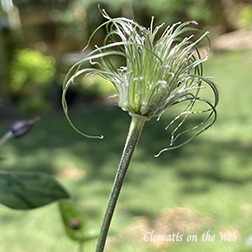 Clematis photograph