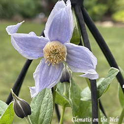 Clematis photograph