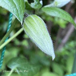Clematis photograph