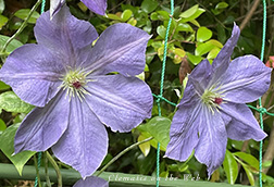 Clematis photograph