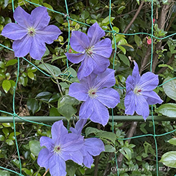 Clematis photograph