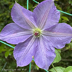Clematis photograph
