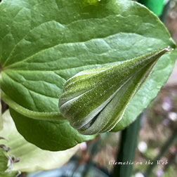 Clematis photograph