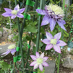 Clematis photograph