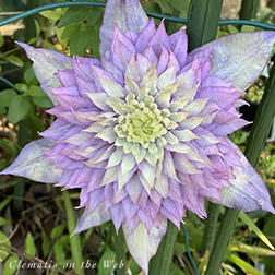 Clematis photograph