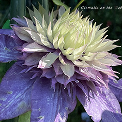 Clematis photograph