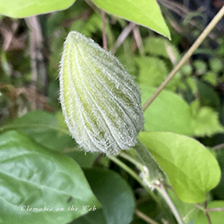 Clematis photograph