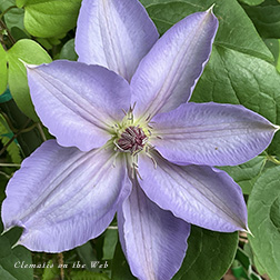 Clematis photograph