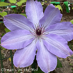 Clematis photograph