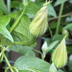 Clematis photograph