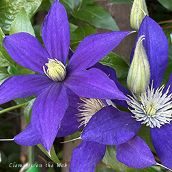 Clematis photograph