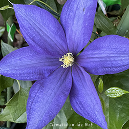 Clematis photograph