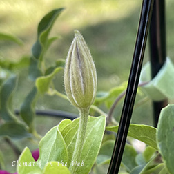 Clematis photograph