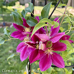 Clematis photograph