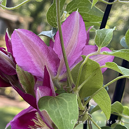 Clematis photograph