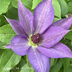 Clematis photograph