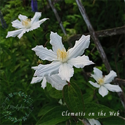 Clematis photograph