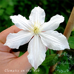 Clematis photograph