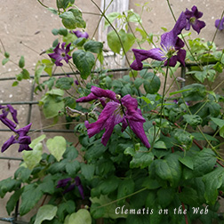 Clematis photograph