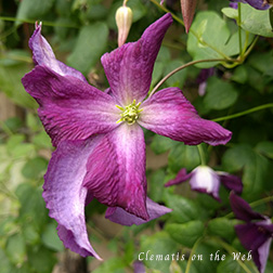 Clematis photograph
