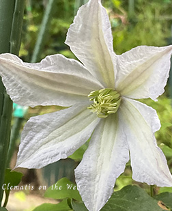 Clematis photograph