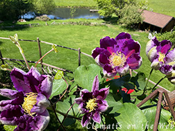 Clematis photograph