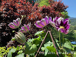 Clematis photograph