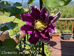 Clematis photograph