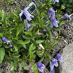 Clematis photograph