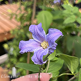 Clematis photograph